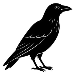 crow on a white background
