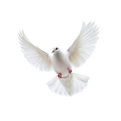 Fototapeta premium Majestic White Dove in Flight, Symbol of Peace and Hope