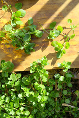 harvesting of young green chickweed leaves, vegetarian garden 