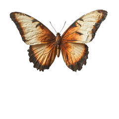 Obraz premium A detailed illustration of a butterfly with orange and brown wings.