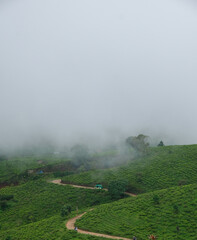 Beautiful zigzag path passing through tea garden at Pangalengan, Bandung Regency, Indonesia.