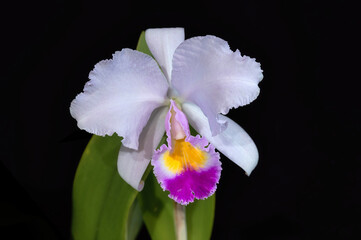 Cattleya trianae 'Junio', a named clone of this species orchid