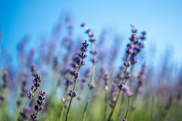 A field of purple lavender flowers with a blue sky in the background