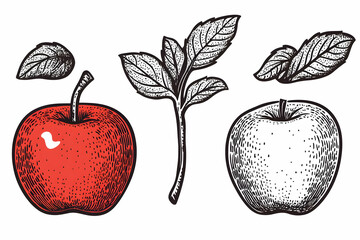 Red and Black Apple Illustrations with Leaves and Stems Beautifully Drawn