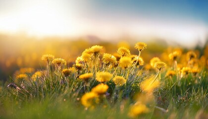Cute fluffy little yellow wildflowers in nature on a meadow on sunny spring or summer day. Generated image