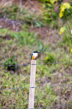 kingfisher bird standing fence post barb wire