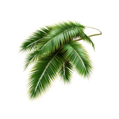 Obraz premium Lush Green Palm Fronds Isolated on White Background
