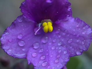 Close up of Saintpaulias or African violet flower with water droplets, India.