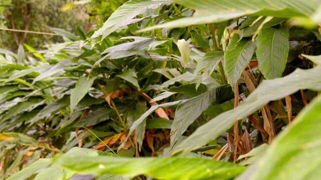 Cardamom plants , cardamon or cardamum farm ,cardamon branches, plant stem of the cardamom