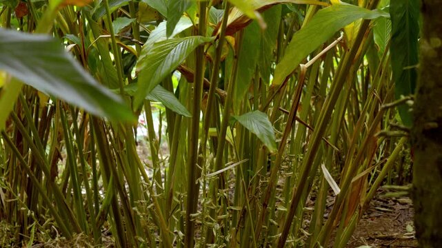 Cardamom plants,close up of leafs, cardamon or cardamum farm ,cardamon branches, plant stem of the cardamom