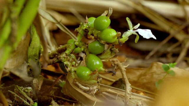 close up shot of Cardamom plant with unripe seed, cardamon or cardamum plant,unripe seed,flowers and cardamon branches, plant stem of the cardamom