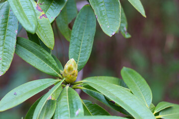a bud of rhododendron flower surrounded by the leaves
