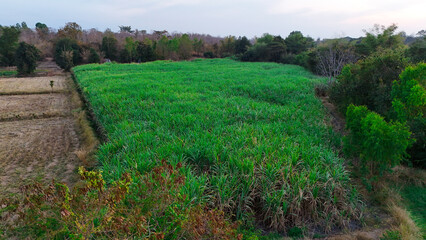 Fototapeta premium Sugarcane in the vast fields.