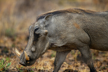 Close-up of a warthog, Pilanesberg National Park, south Africa