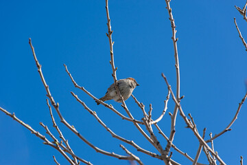 A sparrow is sitting on a branch. Close-up portrait of a sitting sparrow against a blue sky background. Wildlife, urban birds bask in the rays of the warm spring sun. Small brown chicks on a bush.