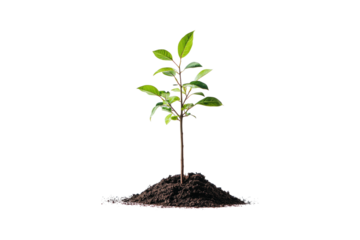 Young green plant growing in soil isolated on white or transparent, PNG