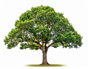 Obraz premium High definition collection Tree isolated on a white background natural season