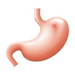Stomach on transparent background PNG Generative AI