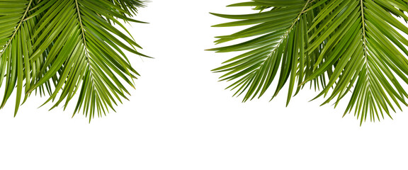 Green palm tree leaves in corner isolated on white