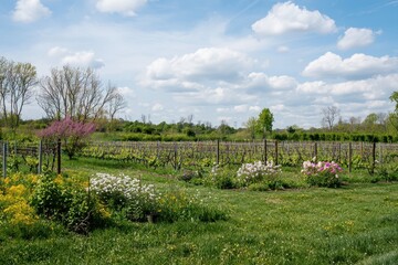 Blossoming Vineyard A vineyard with budding grapevines and wildflowers growing between the rows