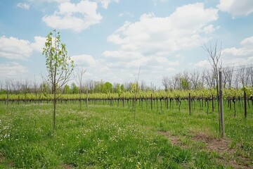 Obraz premium Blossoming Vineyard A vineyard with budding grapevines and wildflowers growing between the rows