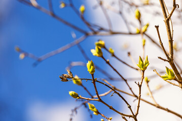 Buds on a tree a sunny spring day