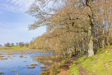 Beautiful sunny spring day by a lake with oak trees