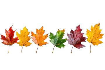 Fototapeta premium A row of colorful autumn leaves showcasing various hues and shapes.
