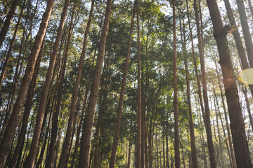 travel and people activity concept with hiking in tropical forest with pine tree on mountain