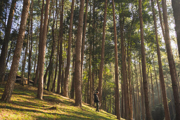 travel and people activity concept with asian man hiking in tropical forest with pine tree on mountain