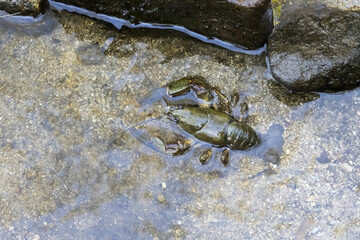 European crayfish ( Astacus astacus ) in the stream.