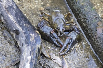 European crayfish ( Astacus astacus ) in the stream.