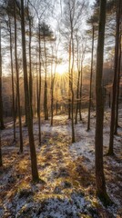 A serene winter forest at sunrise. The sunlight pierces through the tall trees illuminating a calm scene of nature. A perfect moment for reflection and tranquility. Generative AI.