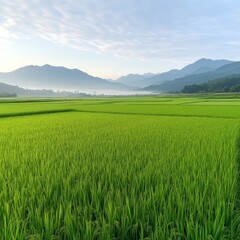 Fototapeta premium Serene Rice Paddy Field with Mountain Range Background.