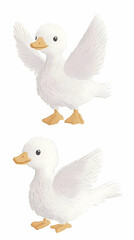 Obraz premium Two Adorable White Ducklings Spread Their Wings on a White Background