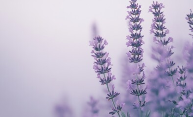 Obraz premium Lavender Flowers Soft Purple Hues Calm Field Background