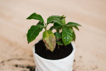 Plant coffee and has brown spots is in white pot with dirt on the floor