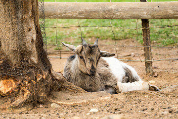 Fototapeta premium young Nigerian dwarf goat (Capra aegagrus hircus) with leg in bandage and splint lying down under a tree on a farm in South Africa concept livestock and farm animals requiring veterinary treatment