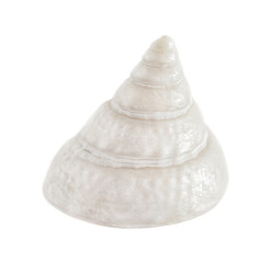 cone-shaped mother-of-pearl seashell is isolated on a white background
