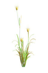 A single small bush of hare's-tail grass, Lagurus ovatus, with bright yellow flowers. 3D illustration on transparent background. 