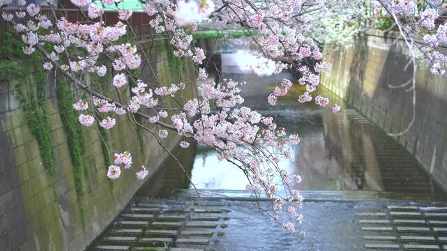 A flurry of Cherry blossom petals in Meguro river Tokyo