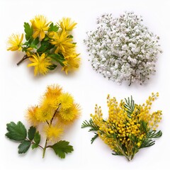 Set of small sprigs of yellow flowers of berberis thunbergii, pink chamelaucium and white gypsophila isolated white background summer isolated