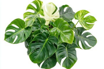 Lush Green Monstera Plant Variegated Leaves Potted Indoor Decor