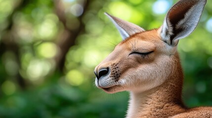 A serene close-up of a resting kangaroo in a lush green setting.