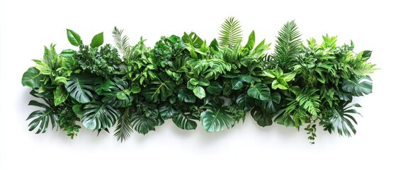 Lush Green Tropical Foliage Wall Decor Vibrant Leaf Arrangement White Background