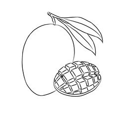 line art vector illustration of mango fruit. whole and split fruit. Healthy fruit, vegetarian product.