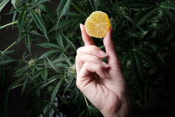 CBD and THC Jelly in hand on the background of flowering cannabis bushes. Marijuana food concept