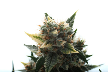Flowering cannabis bush on a white background. Marijuana bud with trichomes are ready for harvest....