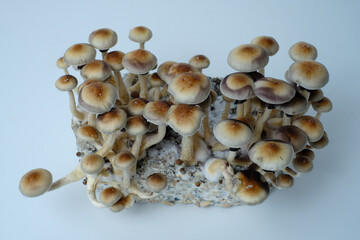 Mycelium block of psychedelic psilocybin mushrooms Thai with fruits. Micro growing of psilocybe cubensis in laboratory