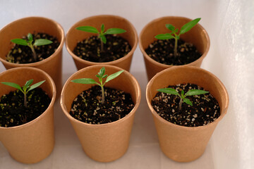 Young seedling tomato  in paper pots. Home greenhouse